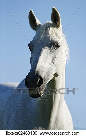 "Grey Thueringer Warmblood mare, portrait" View Large Photo Image Stock Image - "Grey Thueringer Warmblood mare, portrait". Fotosearch