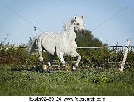 Picture - Grey Thuringian Warmblood mare galloping across a paddock. Fotosearch