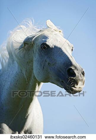 "Grey Thuringian Warmblood mare shaking itself, portrait" View Large Photo Image Stock Image - "Grey Thuringian Warmblood mare shaking itself, portrait". Fotosearch