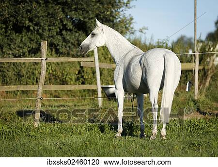 Grey Thuringian Warmblood mare standing in a paddock View Large Photo Image Stock Image - Grey Thuringian Warmblood mare standing in a paddock. Fotosearch