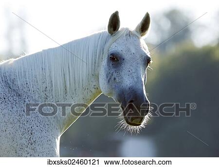 "Grey Thuringian Warmblood) mare, portrait with backlighting" View Large Photo Image Stock Image - "Grey Thuringian Warmblood) mare, portrait with backlighting". Fotosearch