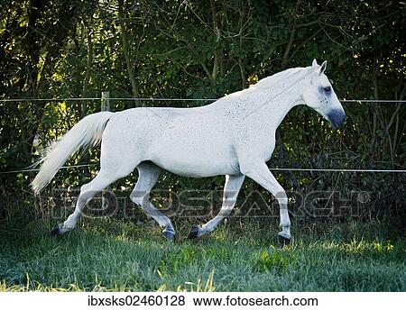 Stock Photo - Grey Thuringian Warmblood mare trotting across a paddock. Fotosearch