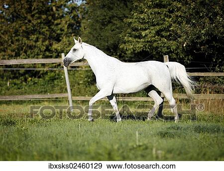 Grey Thuringian Warmblood mare trotting across a paddock View Large Photo Image Stock Photo - Grey Thuringian Warmblood mare trotting across a paddock. Fotosearch