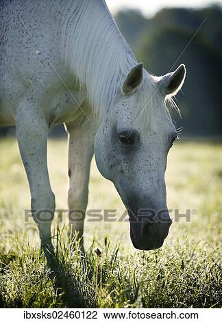 "Grey Thuringian Warmblood mare, with backlighting" View Large Photo Image Stock Image - "Grey Thuringian Warmblood mare, with backlighting". Fotosearch