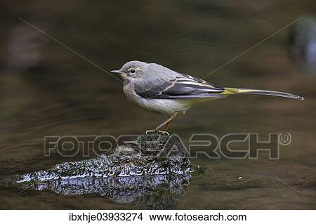 "Grey Wagtail (Motacilla cinerea), Eifel, Rhineland-Palatinate, Germany, Europe" View Large Photo Image Picture - "Grey Wagtail (Motacilla cinerea), Eifel, Rhineland-Palatinate, Germany, Europe". Fotosearch