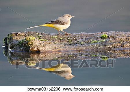 "Grey Wagtail (Motacilla cinerea) perched on dead wood reflected in the water, Hesse, Germany, Europe" View Large Photo Image Stock Photograph - "Grey Wagtail (Motacilla cinerea) perched on dead wood reflected in the water, Hesse, Germany, Europe". Fotosearch