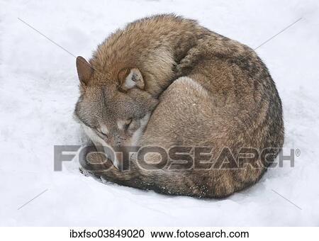 "Grey Wolf (Canis lupus) curled up in the snow, asleep, captive, Saxony, Germany, Europe" View Large Photo Image Stock Image - "Grey Wolf (Canis lupus) curled up in the snow, asleep, captive, Saxony, Germany, Europe". Fotosearch