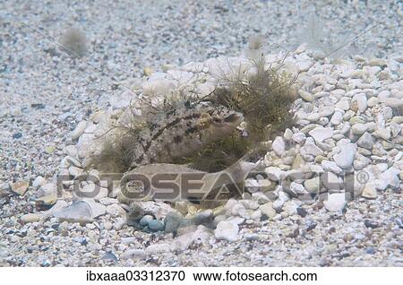 "Grey wrasse (Symphodus cinereus), male and female, on the nest, Black Sea, Crimea, Ukraine, Europe" View Large Photo Image Stock Image - "Grey wrasse (Symphodus cinereus), male and female, on the nest, Black Sea, Crimea, Ukraine, Europe". Fotosearch
