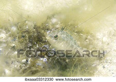 "Grey Wrasse (Symphodus cinereus) guarding its nest, Black Sea, Crimea, Ukraine, Europe" View Large Photo Image Stock Image - "Grey Wrasse (Symphodus cinereus) guarding its nest, Black Sea, Crimea, Ukraine, Europe". Fotosearch