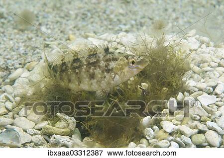 "Grey Wrasse (Symphodus cinereus), Black Sea, Crimea, Ukraine, Europe" View Large Photo Image Stock Photo - "Grey Wrasse (Symphodus cinereus), Black Sea, Crimea, Ukraine, Europe". Fotosearch