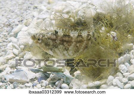 "Grey wrasse (Symphodus cinereus) guarding its nest, Black Sea, Crimea, Ukraine, Europe" View Large Photo Image Stock Photo - "Grey wrasse (Symphodus cinereus) guarding its nest, Black Sea, Crimea, Ukraine, Europe". Fotosearch