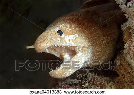 "Greyface moray (Gymnothorax thrysoideus), Bohol Sea, Philippines, Asia" View Large Photo Image Stock Image - "Greyface moray (Gymnothorax thrysoideus), Bohol Sea, Philippines, Asia". Fotosearch