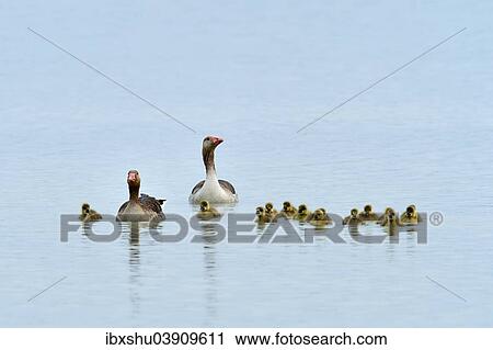 "Greylag Geese (Anser anser), family of geese with chicks, Burgenland, Austria, Europe" View Large Photo Image Stock Image - "Greylag Geese (Anser anser), family of geese with chicks, Burgenland, Austria, Europe". Fotosearch