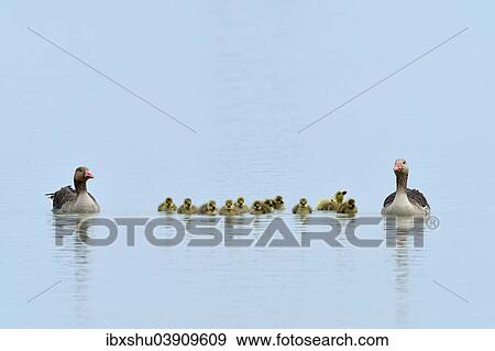 Stock Photo - "Greylag Geese (Anser anser), family of geese with chicks, Burgenland, Austria, Europe". Fotosearch