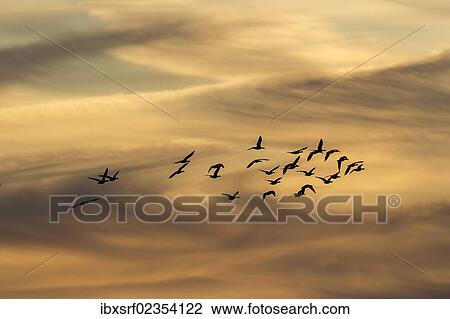 "Greylag Geese (Anser anser) in flight in front of an evening sky, Ruegen Island, Mecklenburg-Western Pomerania, Germany, Europe" View Large Photo Image Stock Image - "Greylag Geese (Anser anser) in flight in front of an evening sky, Ruegen Island, Mecklenburg-Western Pomerania, Germany, Europe". Fotosearch