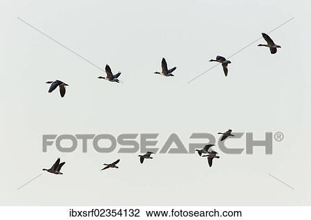 "Greylag Geese (Anser anser) in flight, Ruegen Island, Mecklenburg-Western Pomerania, Germany, Europe" View Large Photo Image Stock Image - "Greylag Geese (Anser anser) in flight, Ruegen Island, Mecklenburg-Western Pomerania, Germany, Europe". Fotosearch