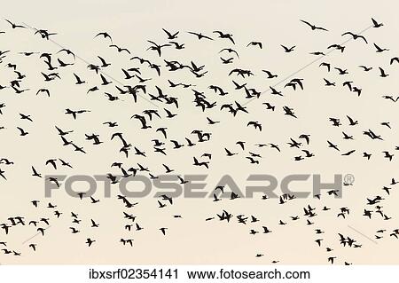 "Greylag Geese (Anser anser) in flight, Ruegen Island, Mecklenburg-Western Pomerania, Germany, Europe" View Large Photo Image Stock Image - "Greylag Geese (Anser anser) in flight, Ruegen Island, Mecklenburg-Western Pomerania, Germany, Europe". Fotosearch