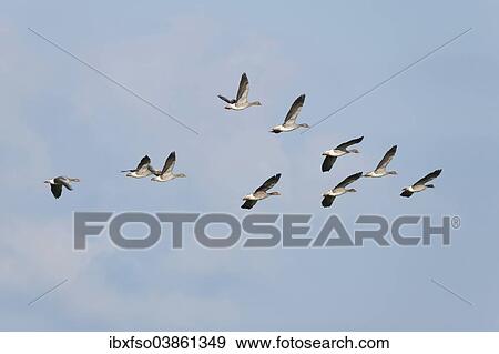 "Greylag Geese (Anser anser) in flight, Mecklenburg-Western Pomerania, Germany, Europe" View Large Photo Image Stock Photo - "Greylag Geese (Anser anser) in flight, Mecklenburg-Western Pomerania, Germany, Europe". Fotosearch