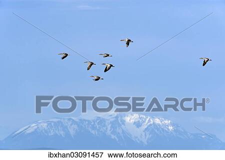 Stock Photo - "Greylag Geese (Anser anser), in flight in front of snow-covered mountains, Seewinkel, Apetlon, Burgenland, Austria, Europe". Fotosearch