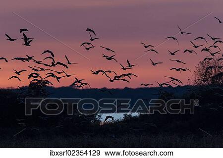 "Greylag Geese (Anser anser) in flight in front of an evening sky, Ruegen Island, Mecklenburg-Western Pomerania, Germany, Europe" View Large Photo Image Stock Photo - "Greylag Geese (Anser anser) in flight in front of an evening sky, Ruegen Island, Mecklenburg-Western Pomerania, Germany, Europe". Fotosearch