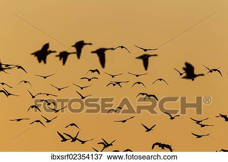 "Greylag Geese (Anser anser) in flight in front of an evening sky, Ruegen Island, Mecklenburg-Western Pomerania, Germany, Europe" View Large Photo Image Stock Photo - "Greylag Geese (Anser anser) in flight in front of an evening sky, Ruegen Island, Mecklenburg-Western Pomerania, Germany, Europe". Fotosearch