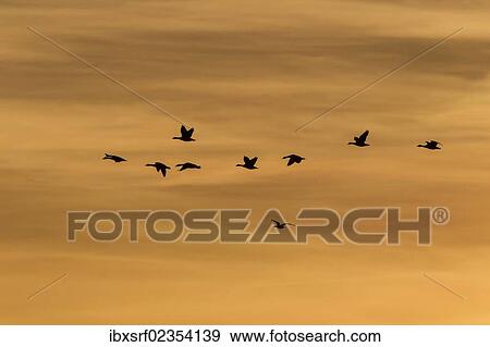"Greylag Geese (Anser anser) in flight in front of an evening sky, Ruegen Island, Mecklenburg-Western Pomerania, Germany, Europe" View Large Photo Image Stock Photo - "Greylag Geese (Anser anser) in flight in front of an evening sky, Ruegen Island, Mecklenburg-Western Pomerania, Germany, Europe". Fotosearch