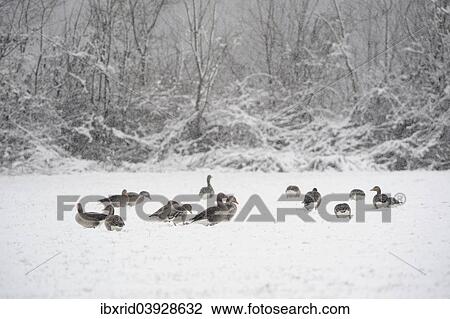 "Greylag geese (Anser anser) in the snow, Xanten, Lower Rhine region, North Rhine-Westphalia, Germany, Europe" View Large Photo Image Stock Image - "Greylag geese (Anser anser) in the snow, Xanten, Lower Rhine region, North Rhine-Westphalia, Germany, Europe". Fotosearch