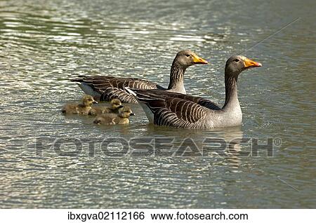 Stock Photograph - "Greylag Geese (Anser anser), pair with chicks, Camargue, France, Europe". Fotosearch