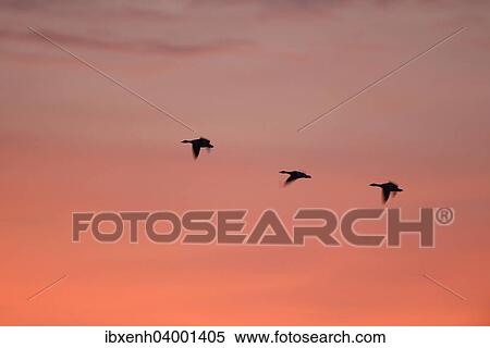 "Greylag Geese (Anser anser), Brandenburg, Germany, Europe" View Large Photo Image Stock Photography - "Greylag Geese (Anser anser), Brandenburg, Germany, Europe". Fotosearch