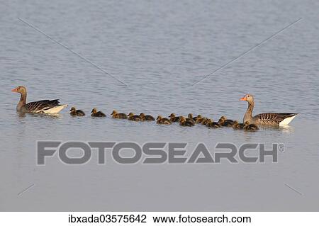 "Greylag Geese (Anser anser), swimming pair with chicks, Illmitz, Burgenland, Austria, Europe" View Large Photo Image Stock Image - "Greylag Geese (Anser anser), swimming pair with chicks, Illmitz, Burgenland, Austria, Europe". Fotosearch
