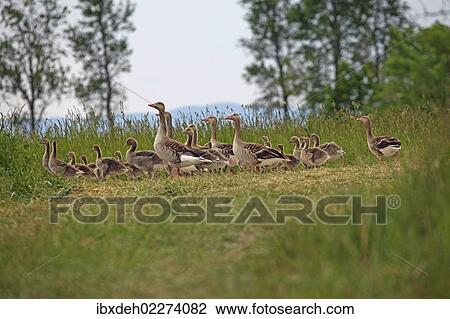 "Greylag geese (Anser anser) with goslings, Burgenland, Austria, Europe" View Large Photo Image Stock Image - "Greylag geese (Anser anser) with goslings, Burgenland, Austria, Europe". Fotosearch