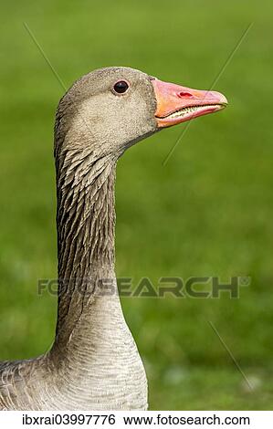 "Greylag Goose (Anser anser), Bavaria, Germany, Europe" View Large Photo Image Stock Photograph - "Greylag Goose (Anser anser), Bavaria, Germany, Europe". Fotosearch