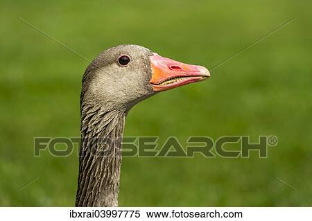 "Greylag Goose (Anser anser), Bavaria, Germany, Europe" View Large Photo Image Stock Photography - "Greylag Goose (Anser anser), Bavaria, Germany, Europe". Fotosearch