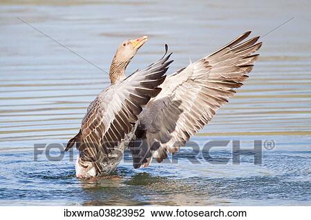 "Greylag Goose (Anser anser) beating its wings, North Hesse, Hesse, Germany, Europe" View Large Photo Image Stock Image - "Greylag Goose (Anser anser) beating its wings, North Hesse, Hesse, Germany, Europe". Fotosearch