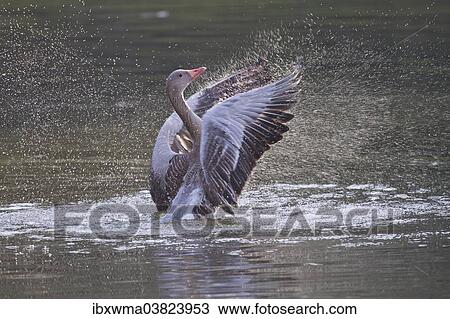 "Greylag Goose (Anser anser) beating its wings, North Hesse, Hesse, Germany, Europe" View Large Photo Image Stock Image - "Greylag Goose (Anser anser) beating its wings, North Hesse, Hesse, Germany, Europe". Fotosearch
