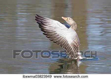 "Greylag Goose (Anser anser) beating its wings, North Hesse, Hesse, Germany, Europe" View Large Photo Image Stock Photo - "Greylag Goose (Anser anser) beating its wings, North Hesse, Hesse, Germany, Europe". Fotosearch