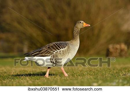 Stock Image - "Greylag Goose (Anser anser), Canton of Zug, Switzerland, Europe". Fotosearch