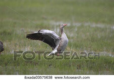 "Greylag Goose (Anser anser) flapping its wings, Holle, Illmitz, Burgenland, Austria, Europe" View Large Photo Image Stock Photo - "Greylag Goose (Anser anser) flapping its wings, Holle, Illmitz, Burgenland, Austria, Europe". Fotosearch