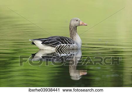 "Greylag Goose (Anser anser) floating in a lake, reflected in the water, Hamburg, Germany, Europe" View Large Photo Image Stock Image - "Greylag Goose (Anser anser) floating in a lake, reflected in the water, Hamburg, Germany, Europe". Fotosearch