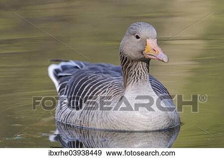 "Greylag Goose (Anser anser) floating in a lake, Hamburg, Germany, Europe" View Large Photo Image Stock Photo - "Greylag Goose (Anser anser) floating in a lake, Hamburg, Germany, Europe". Fotosearch