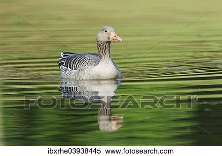 "Greylag Goose (Anser anser) floating in a lake, Hamburg, Germany, Europe" View Large Photo Image Stock Photography - "Greylag Goose (Anser anser) floating in a lake, Hamburg, Germany, Europe". Fotosearch