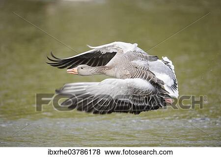 "Greylag goose (Anser anser) flying low over a lake, Hamburg, Germany, Europe" View Large Photo Image Stock Photo - "Greylag goose (Anser anser) flying low over a lake, Hamburg, Germany, Europe". Fotosearch