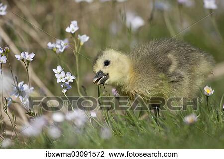 "Greylag Goose (anser anser), gosling, North Hesse, Hesse, Germany, Europe" View Large Photo Image Stock Image - "Greylag Goose (anser anser), gosling, North Hesse, Hesse, Germany, Europe". Fotosearch