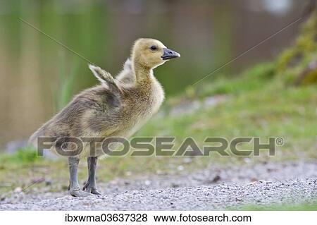 "Greylag Goose (anser anser), gosling, North Hesse, Hesse, Germany, Europe" View Large Photo Image Stock Photo - "Greylag Goose (anser anser), gosling, North Hesse, Hesse, Germany, Europe". Fotosearch