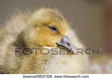 "Greylag Goose (anser anser), gosling, North Hesse, Hesse, Germany, Europe" View Large Photo Image Stock Photograph - "Greylag Goose (anser anser), gosling, North Hesse, Hesse, Germany, Europe". Fotosearch