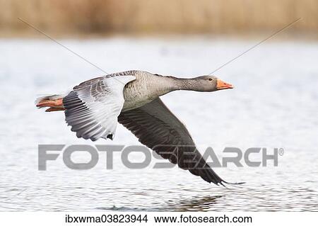 "Greylag Goose (Anser anser) in flight over water, North Hesse, Hesse, Germany, Europe" View Large Photo Image Picture - "Greylag Goose (Anser anser) in flight over water, North Hesse, Hesse, Germany, Europe". Fotosearch