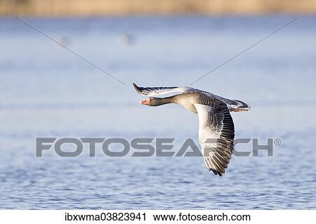 "Greylag Goose (Anser anser) in flight over water, North Hesse, Hesse, Germany, Europe" View Large Photo Image Stock Image - "Greylag Goose (Anser anser) in flight over water, North Hesse, Hesse, Germany, Europe". Fotosearch