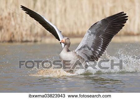 "Greylag Goose (Anser anser) landing on water, North Hesse, Hesse, Germany, Europe" View Large Photo Image Stock Image - "Greylag Goose (Anser anser) landing on water, North Hesse, Hesse, Germany, Europe". Fotosearch