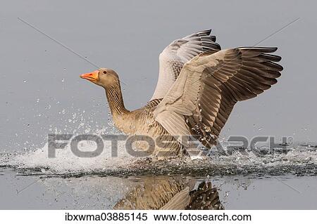 "Greylag Goose (Anser anser), landing on water, North Hesse, Hesse, Germany, Europe" View Large Photo Image Stock Photography - "Greylag Goose (Anser anser), landing on water, North Hesse, Hesse, Germany, Europe". Fotosearch