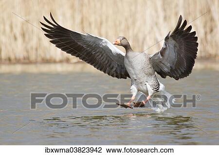"Greylag Goose (Anser anser) shortly before landing on water, North Hesse, Hesse, Germany, Europe" View Large Photo Image Stock Image - "Greylag Goose (Anser anser) shortly before landing on water, North Hesse, Hesse, Germany, Europe". Fotosearch